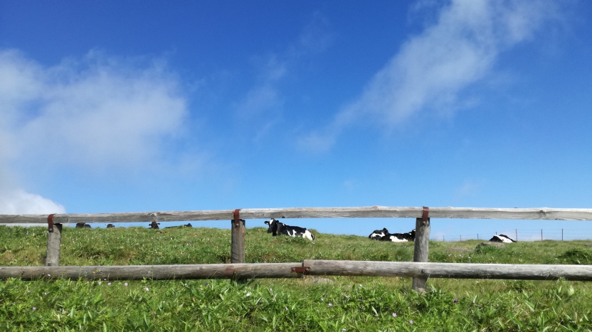 牛と青空の写真