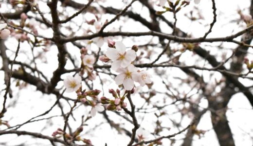 【写真】桜1