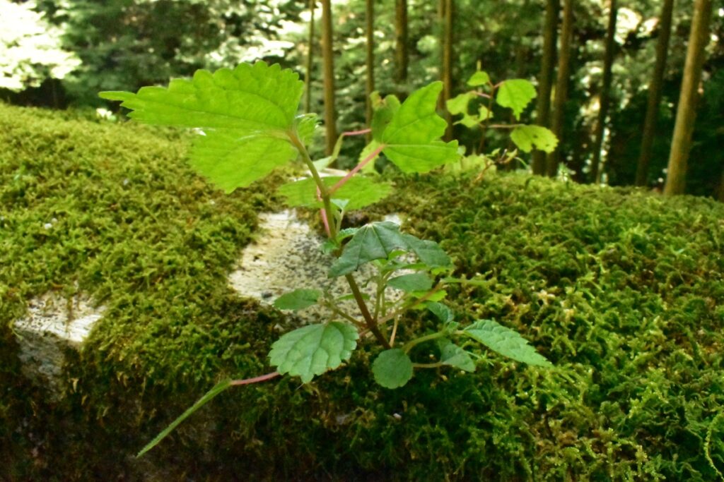 苔から生えた植物の写真
